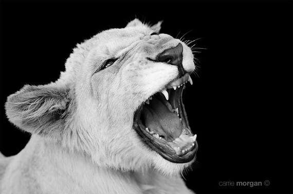 Schwarz Weiss Fotografie Lowen Fotografieren Lion Cub Foto Etsy