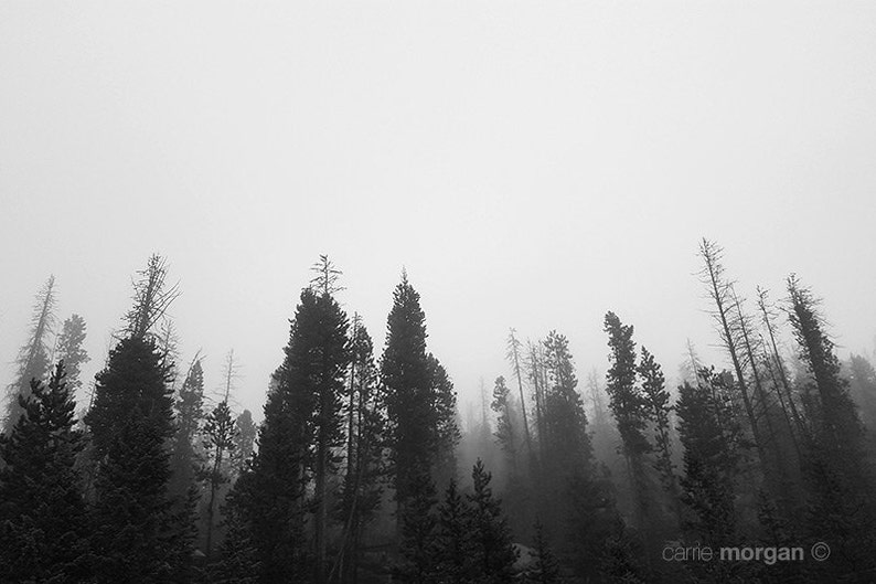 Black and White Nature Photograph, Abstract Nature Art, Black and White