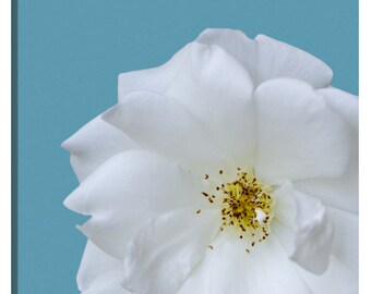 Dahlia Flower Fine Art Canvas, Aqua Blue Photography Print