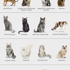 Personalized Cat Stationary, A Note From Custom Notecard Stationary, Cat Lover Stationery, Simple Stationery Cards, Cat Lovers Gift Set image 4