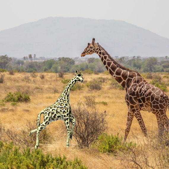 Florenza Giraffe Brooch Large Tall  White and Gol… - image 5
