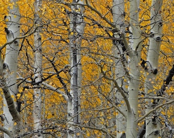 Aspen Trees, Nature Photo by Don Kanzler
