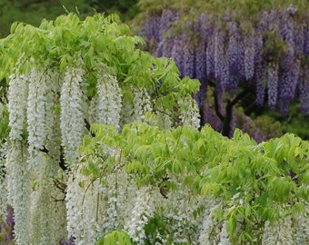 Wisteria, Fine Art Foto