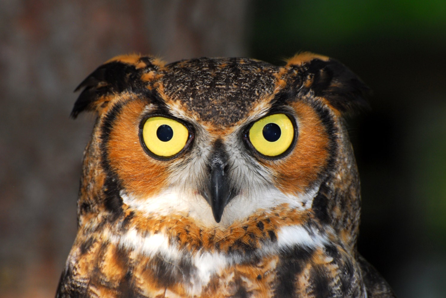 Great Horned Owl, Nature Photo by Don Kanzler