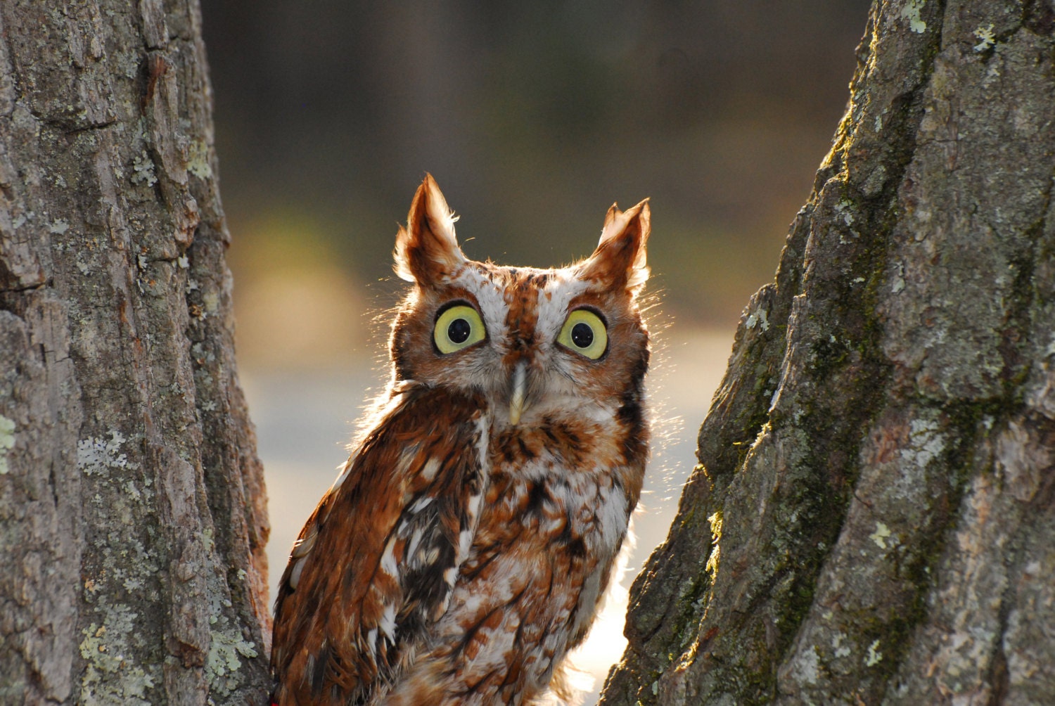 Screech Owl, Fine Art Photo
