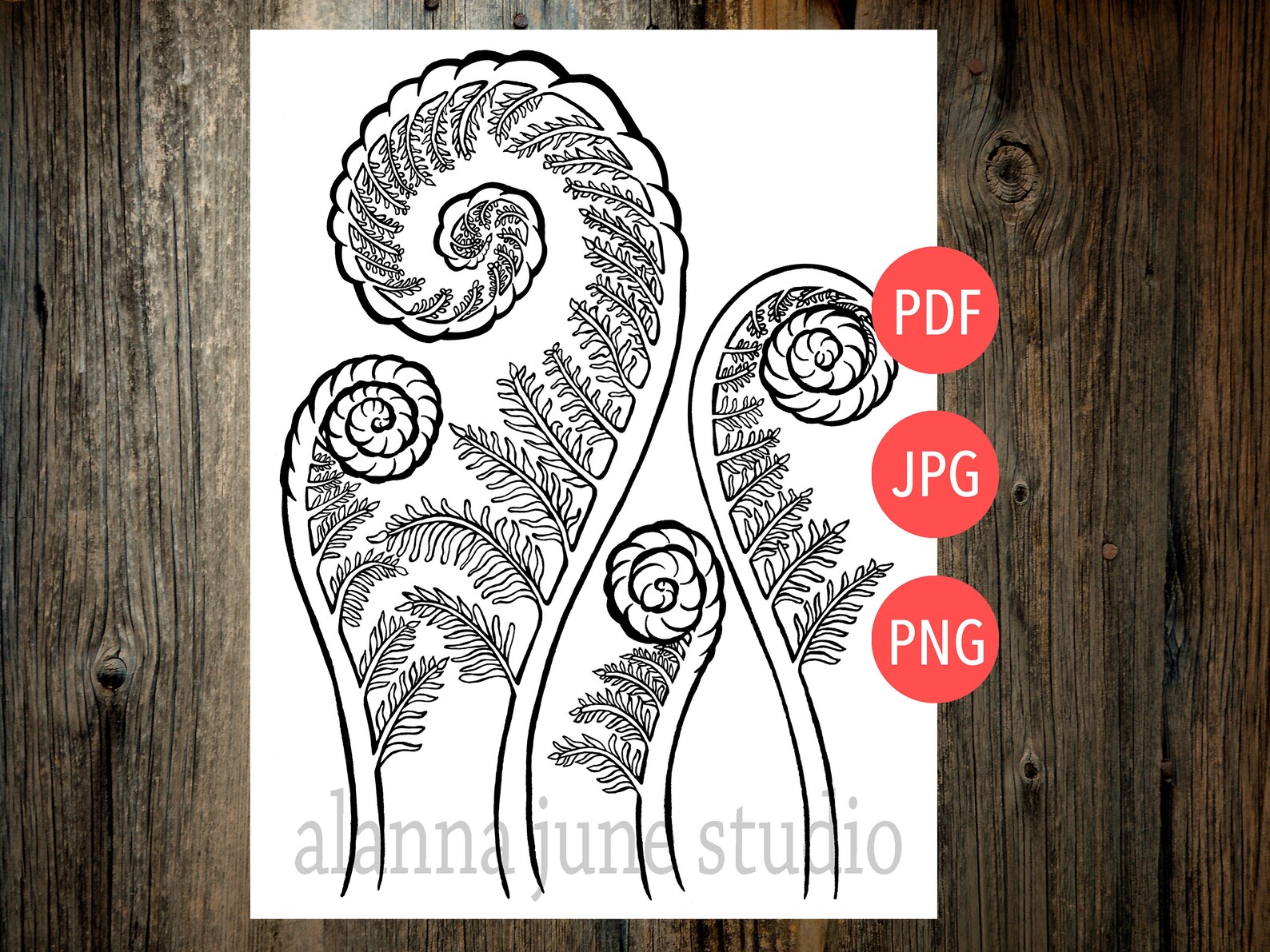Fiddlehead Coloring Page Etsy