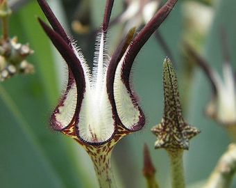 Ceropegia stapiformis – bewurzelter Steckling