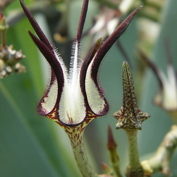 Ceropegia stapeliformis - rooted cutting