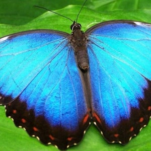 The Blue Morpho Butterfly collar image 3