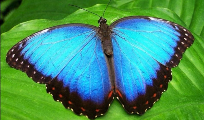 The Blue Morpho Butterfly collar image 3