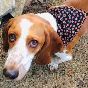 Halloween Otoño Otoño Perro Pañuelo sobre el collar Perro Amante murciélagos Calabaza Disfraz Cachorro Padre Mamá Papá Mascota