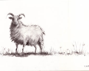 Sheep drawing - original - A3 size - wildlife art- charcoal - sheep art