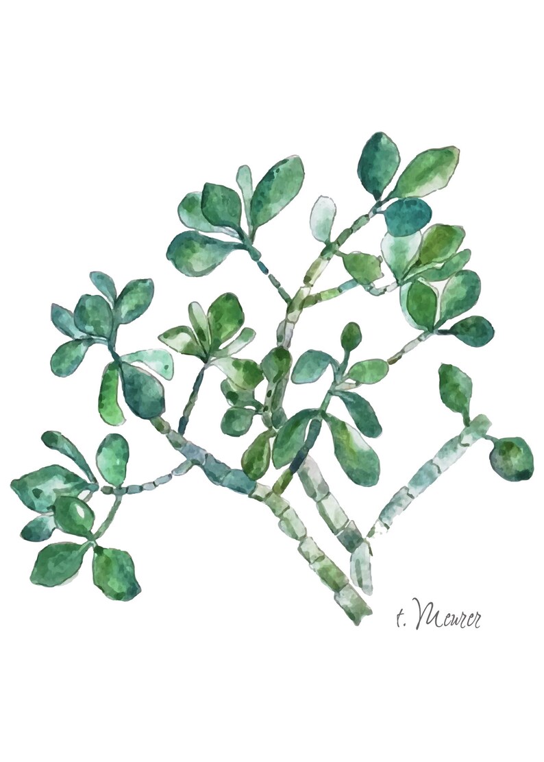 Jade Plant Printable Watercolor Artabstract Print | Etsy