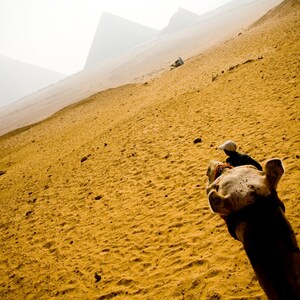 18x12&quot; Print: Riding Camel to the Pyramids at Giza