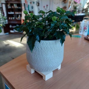 May include: A potted plant with dark green leaves and buds in a textured, light gray ceramic pot. The pot sits on a small, white wooden stand, placed on a wooden table. The plant is the focal point.