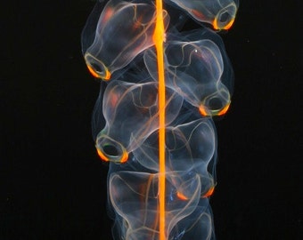 The deepsea siphonophore Marrus from the Arctic Ocean.