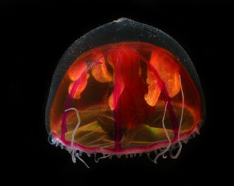 The deepsea jellyfish Crossota millsae from the Arctic Ocean.