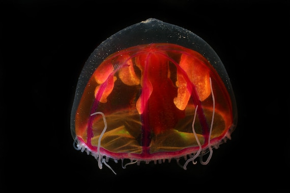 Swinging Jellyfish in a Bottle 3D Mechanical Model for