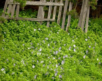 Fence and Flowers, Soberanes Canyon