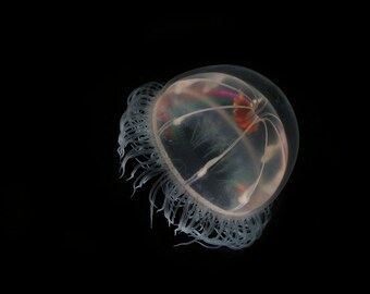 The deepsea jellyfish Benthocodon from the Arctic Ocean.