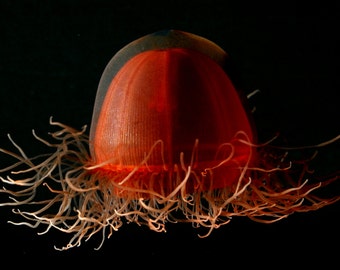 The deepsea jellyfish Crossota from the Arctic Ocean.