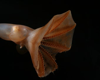 Deep Sea octopus, Cirroteuthis, from the Arctic Ocean.