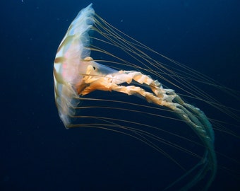 The jellyfish Chrysaora, from the Arctic Ocean.