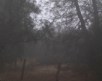 Fog and trees, Pinnacles National Park