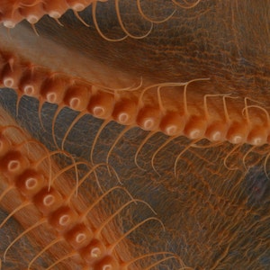 Deep Sea octopus, Cirroteuthis, from the Arctic Ocean.