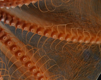 Deep Sea octopus, Cirroteuthis, from the Arctic Ocean.