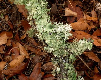 Lichen and Leaves