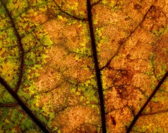 Leaf, Yosemite