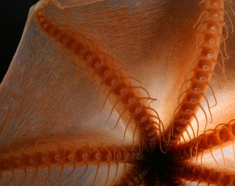 Deep Sea octopus, Cirroteuthis, from the Arctic Ocean.