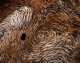 Wood grain, Point Lobos