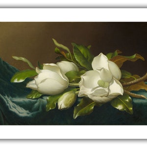 Martin Johnson Heade : Magnolias on Light Blue Velvet Cloth - Etsy
