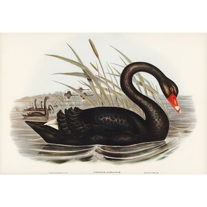 John Gould : Black Swan (Cygnus atratus) (1840-1848) - Giclee Fine Art Print
