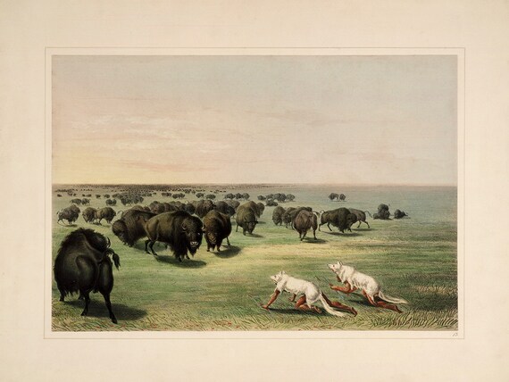 /"Buffalo Hunt Catlin North American Indian Portfolio Chase/" — Fine Art Print
