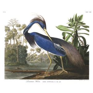 John James Audubon&#39;s Birds of America, Plate #217: Louisiana Heron - Giclee Fine Art Print