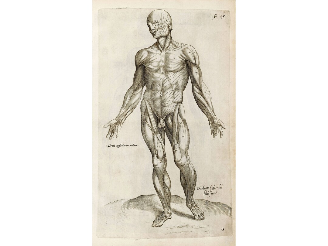 Andreas Vesalius : Human Musculature, Tab III (1642) - Giclee Fine Art ...