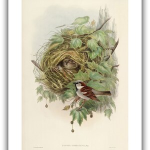 John Gould : Common or House Sparrow Passer domesticus 1873 Giclee Fine Art Print 20 x 30 inches