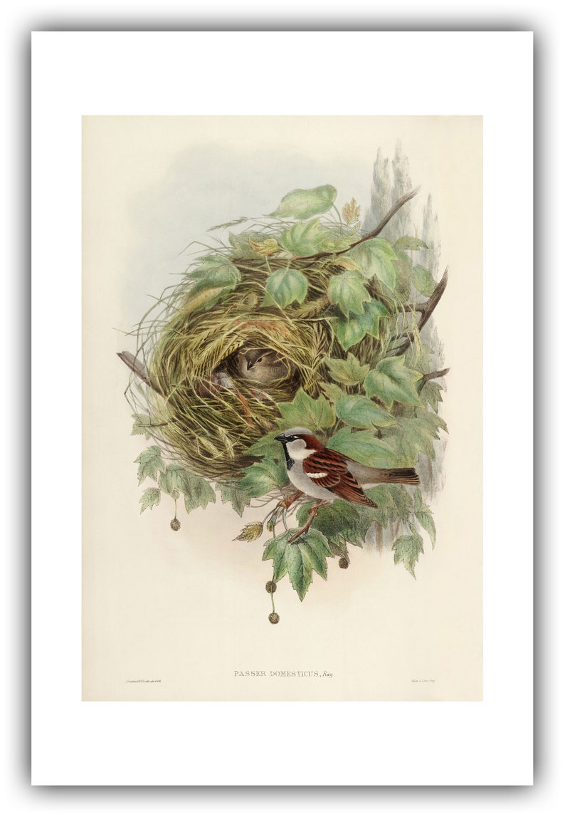 John Gould : Common or House Sparrow Passer domesticus 1873 Giclee Fine Art Print 20 x 30 inches