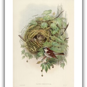 John Gould : Common or House Sparrow Passer domesticus 1873 Giclee Fine Art Print 24 x 36 inches