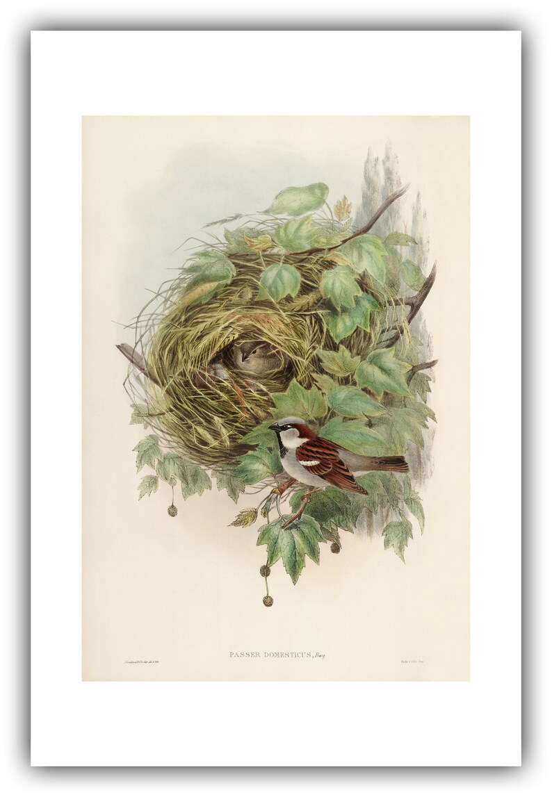 John Gould : Common or House Sparrow Passer domesticus 1873 Giclee Fine Art Print 24 x 36 inches