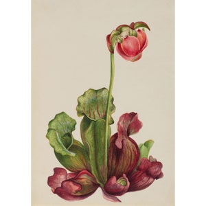 Mary Vaux Walcott : Common Pitcher Plant (Sarracenia purpurea venosa) (1931) - Giclee Fine Art Print