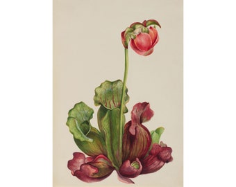 Mary Vaux Walcott : Common Pitcher Plant (Sarracenia purpurea venosa) (1931) - Giclee Fine Art Print