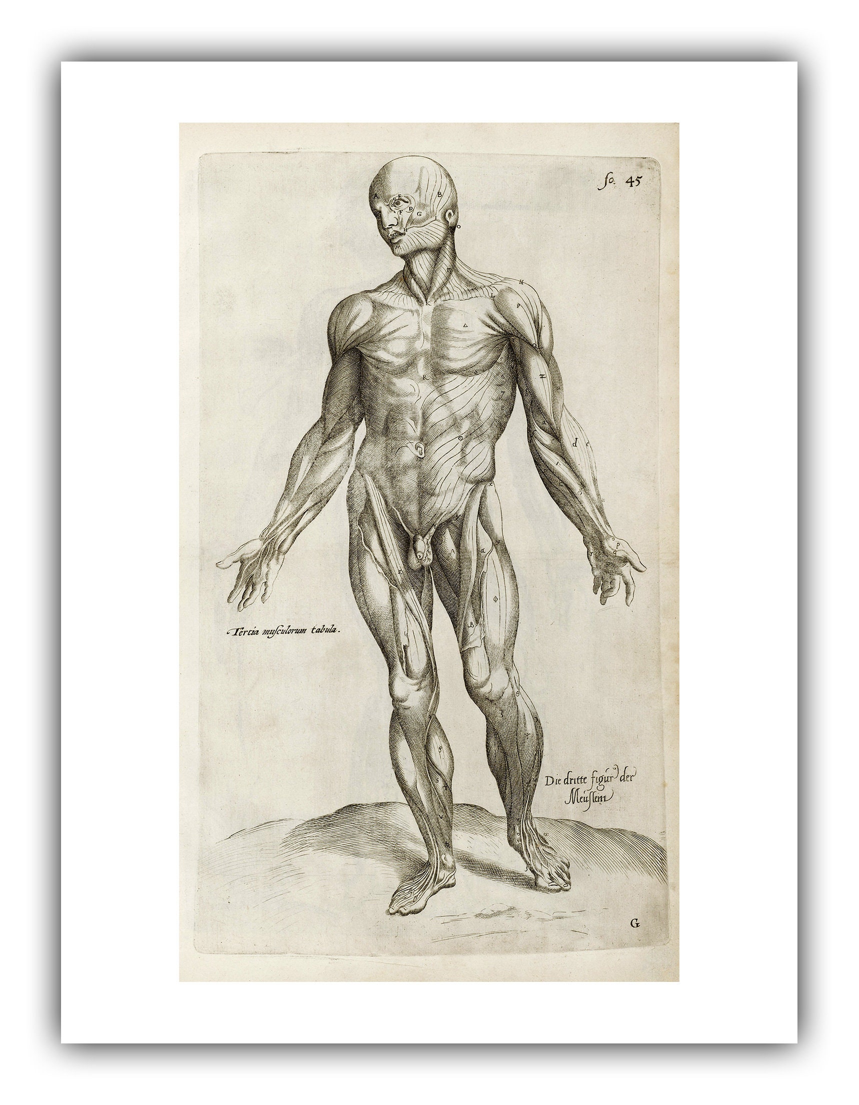 Andreas Vesalius : Human Musculature, Tab III (1642) - Giclee Fine Art ...