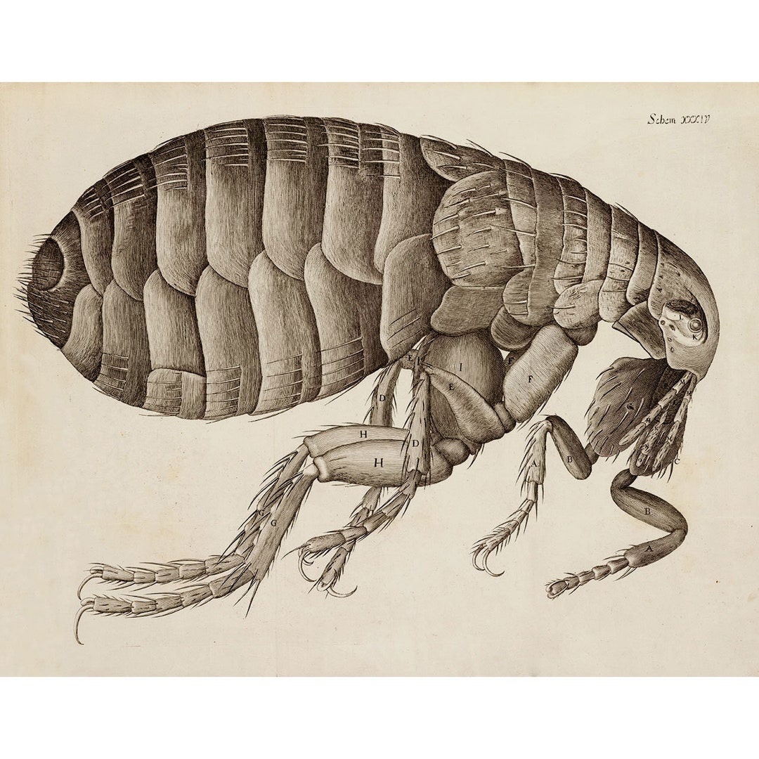 ロバート・フック：ノミ（1665） - ジクレー版画 - Etsy 日本