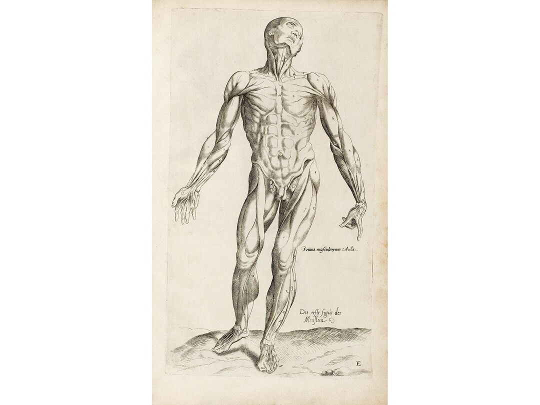 Andreas Vesalius : Human Musculature, Tab I (1642) - Giclee Fine Art ...