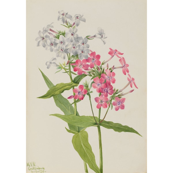 Mary Vaux Walcott : Perennial Phlox (Phlox paniculata) (1934) - Giclee Fine Art Print