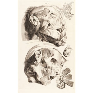 May include: A detailed anatomical illustration of the human head, showing the muscles and bones of the face and neck. The image is in black and white and is drawn in a realistic style.